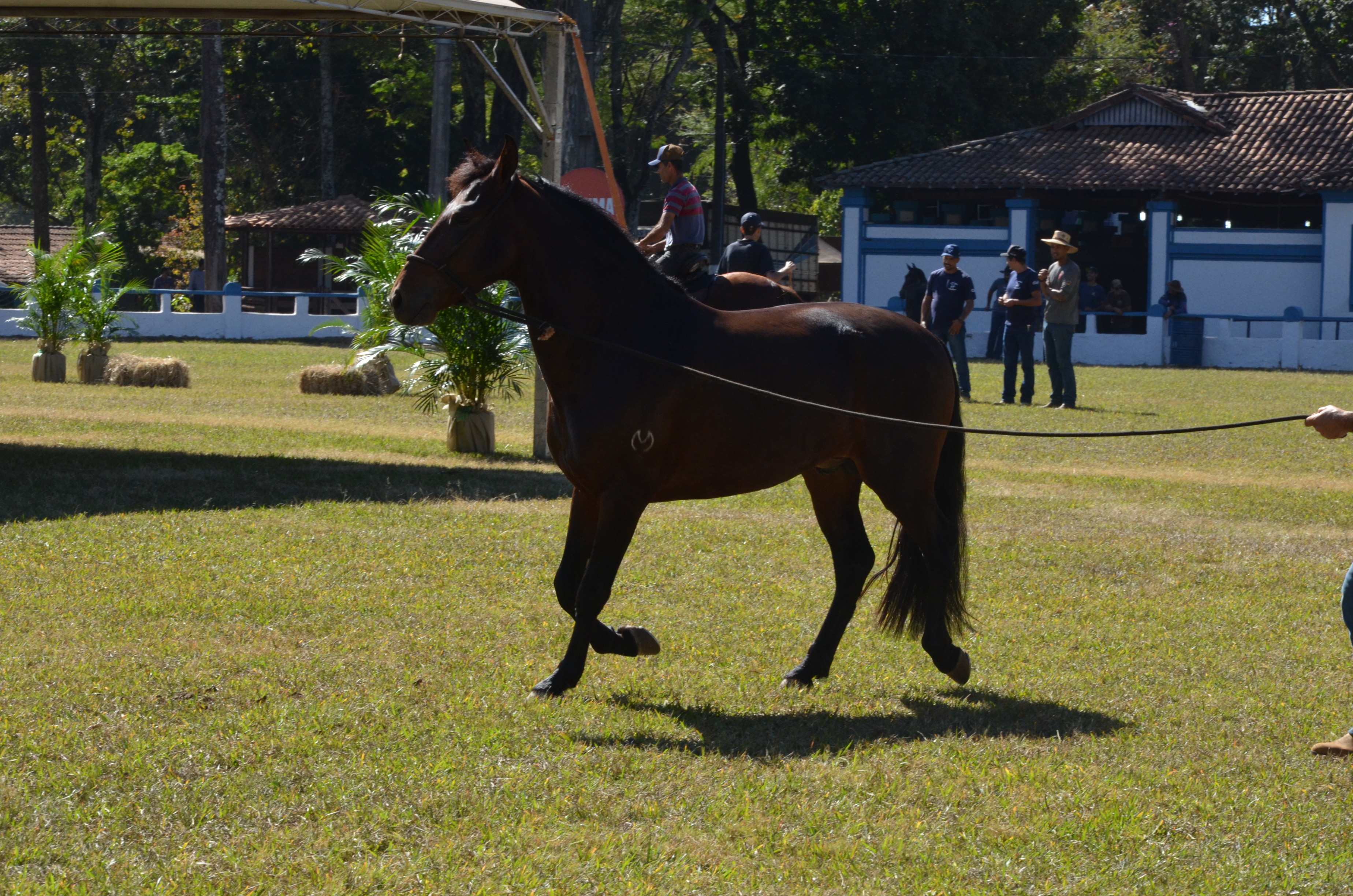 Cavalo Mangalarga Machador original