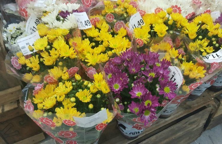 flores 750x487
