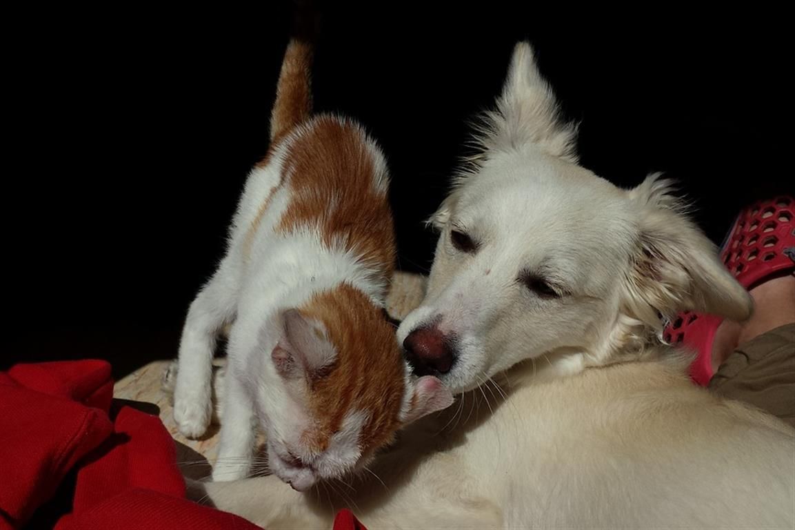 cat and dog Medium